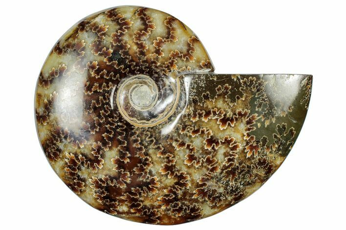 Polished Cretaceous Ammonite (Cleoniceras) Fossil - Madagascar #305945